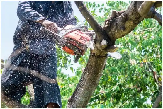 tree services Jourdanton